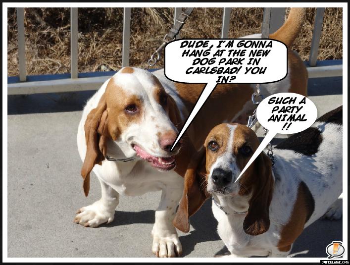 The Alga Norte Community Park Dog Park in Carlsbad